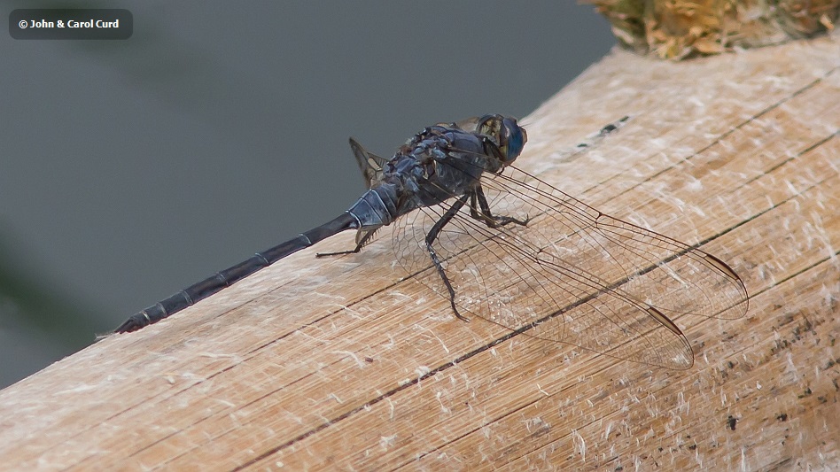 Orthetrum trinacria male-3835.jpg